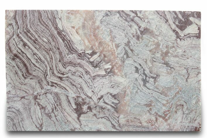 Polished, Neoproterozoic Stromatolite (Conophyton) - Morocco #276106